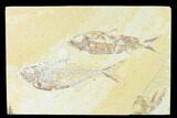 Diplomystus With Knightia Fossil Fish - Green River Formation #148327-1